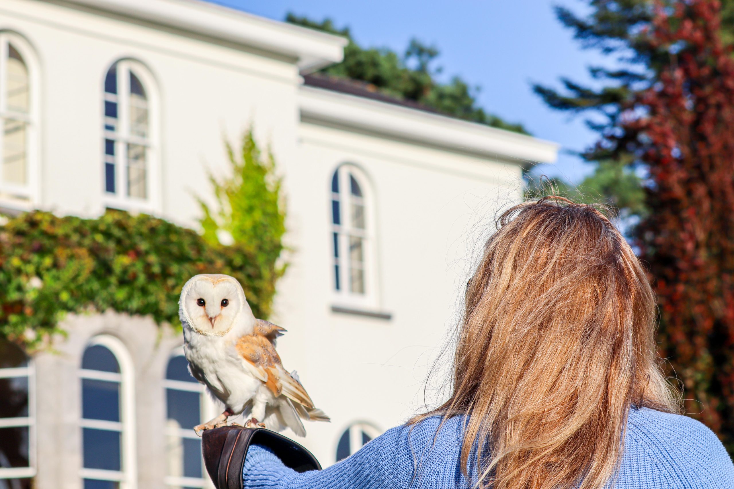 Falconry at Coolclogher House Falconry at Coolclogher House