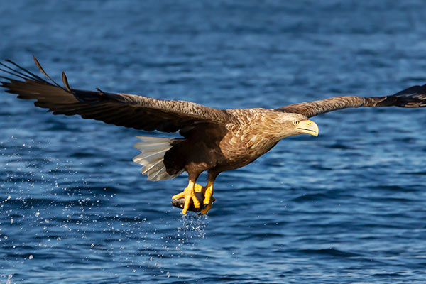 Eagles in Killarney