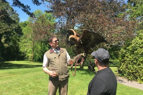 Falconry at Coolclogher