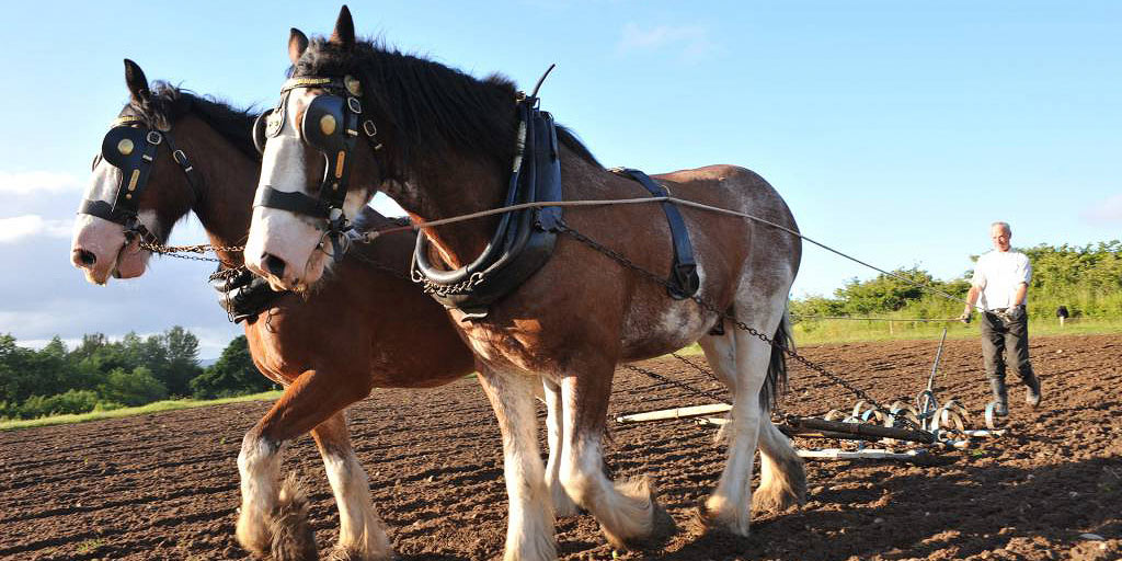 Horses ploughing at Muckross Traditional Farms