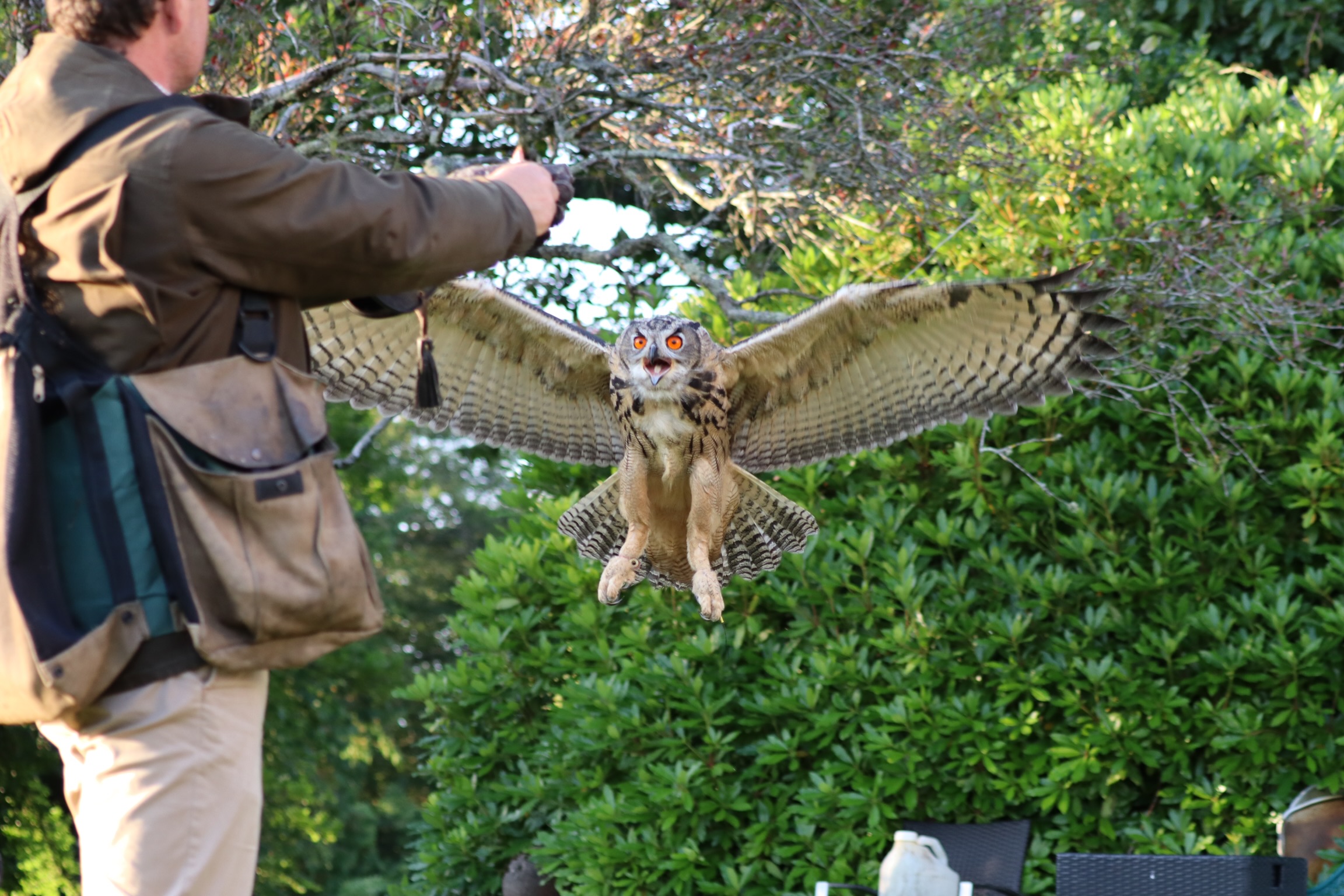 Falconry at Coolclogher House