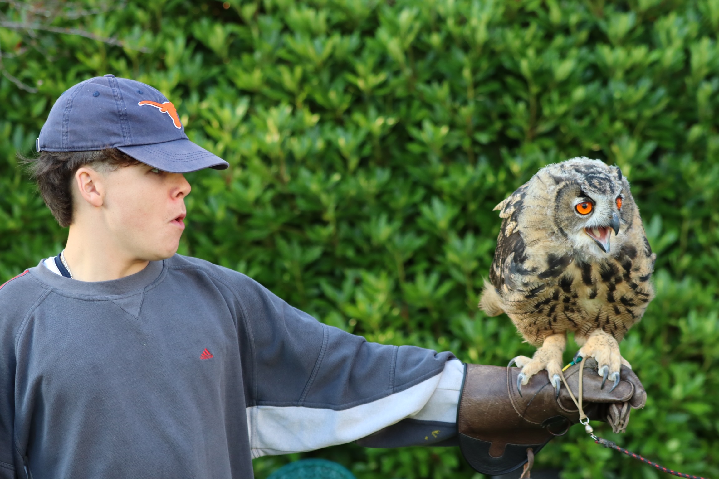 Falconry at Coolclogher House