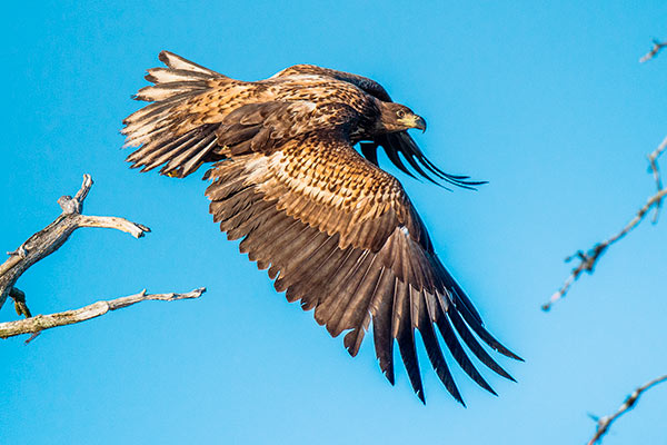 Killarney Eagles